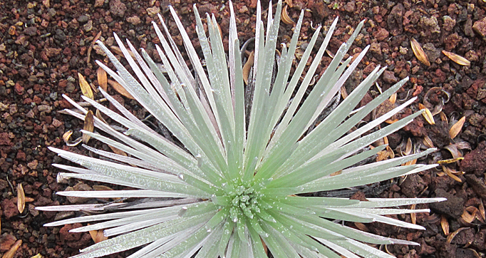 light green white spiney silersword plant