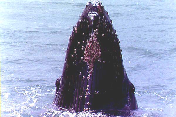 humpback whale spy hopping close by 