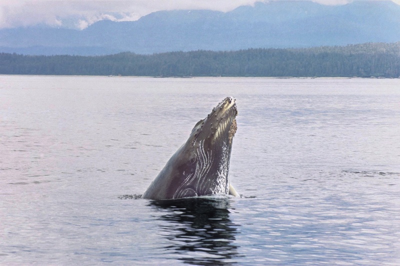 humpback whale spyhopping with grey water and land in the distance