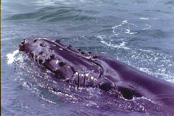 humpback whale rolling to look at us 