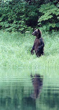 brown bear standing looking left  reflected by water green background 