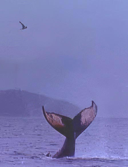 tern flying over tail of humpback whale lob with water spraying