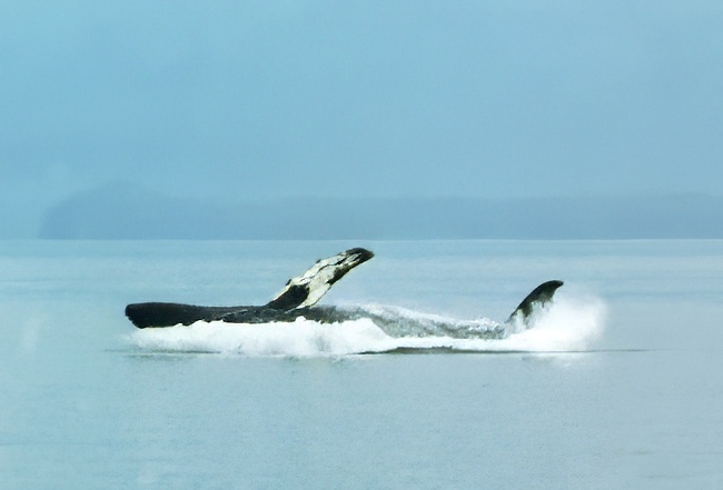 humpback whale breaching straight left out of the water like a torpedo