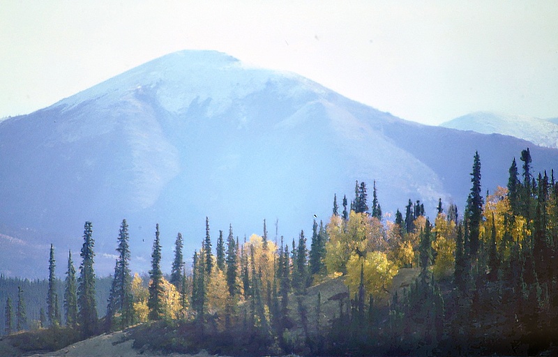 green and yellow pine trees with mountain in back