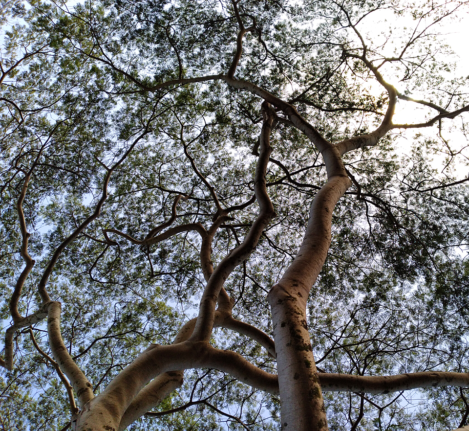 tree tops leaves