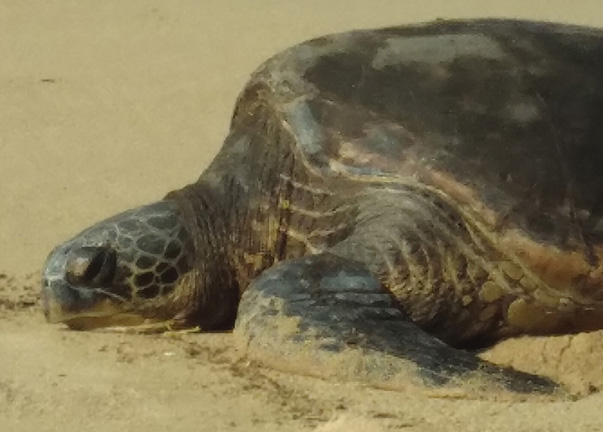 close up of large turtle with wrinkled skin on sandy beach