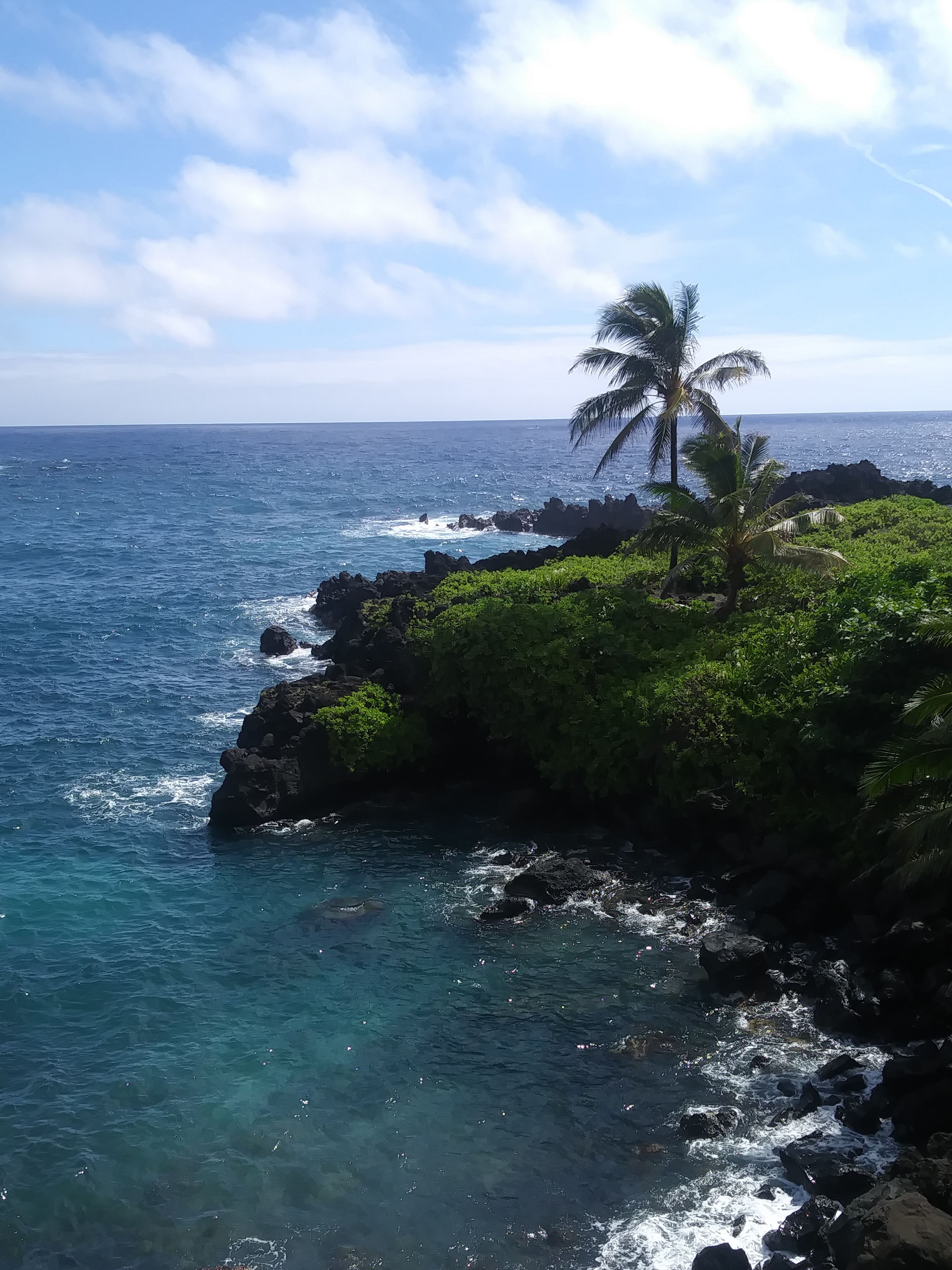 blue water and palm tree and black lava at waianapanapa state park maui hawaii