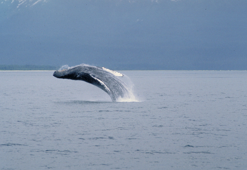 humpback whale in alaska doing back breach