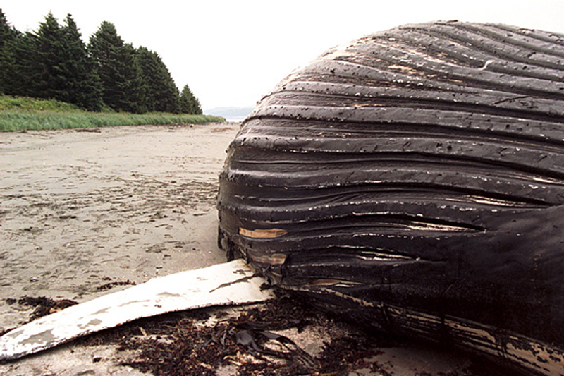 Humpback whale body on shore