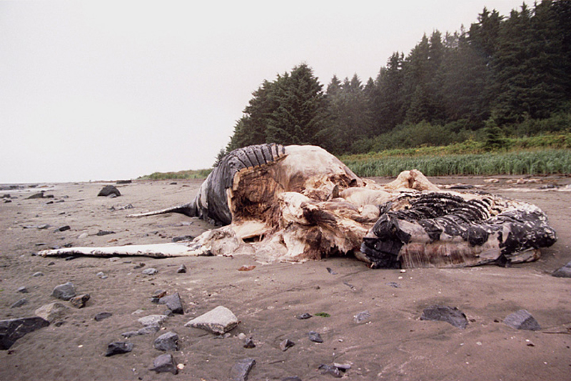 Dead Humpback whale carcass