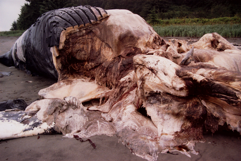 Humpback whale body on shore