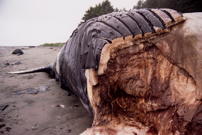 Dead Humpback whale carcass on shore