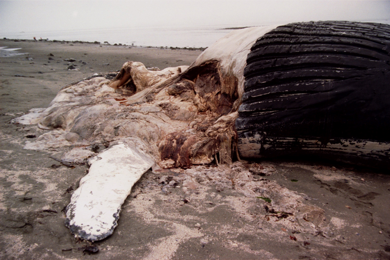 Dead Humpback whale carcass on shore