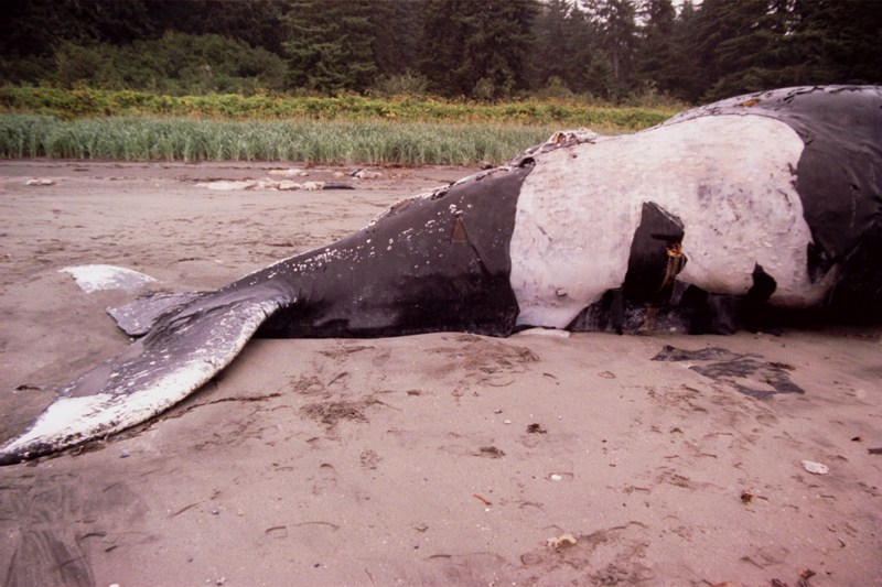 Dead Humpback whale carcass on shore