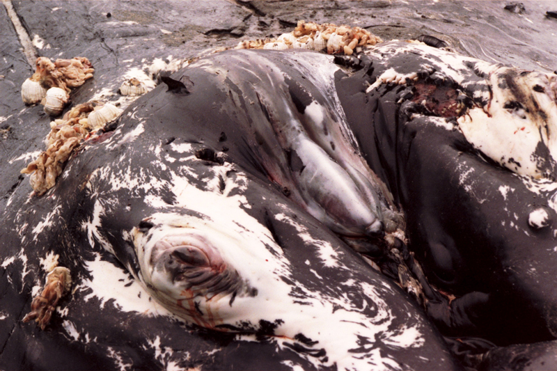 Humpback whale body on shore