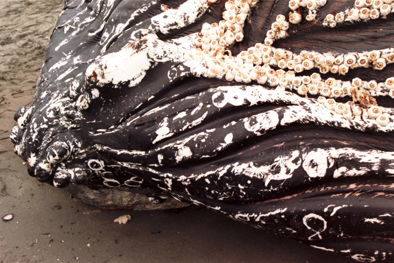 Dead Humpback whale carcass on shore