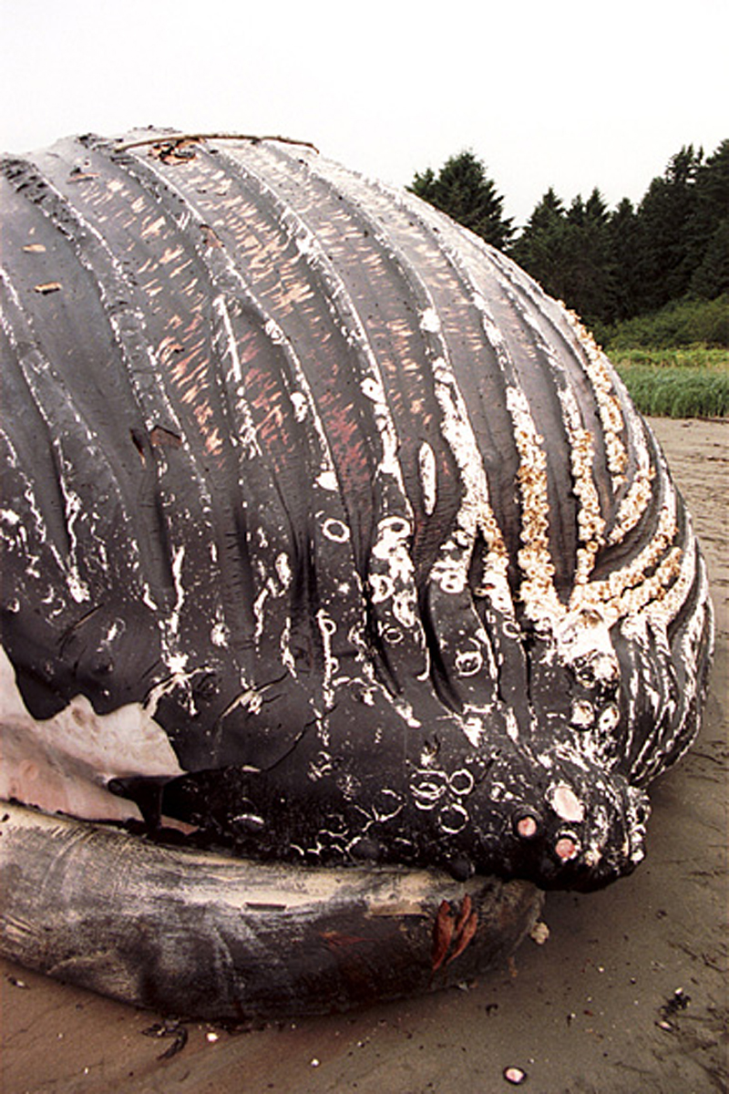 Dead Humpback whale carcass