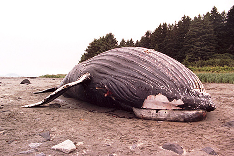 Dead Humpback whale carcass on shore