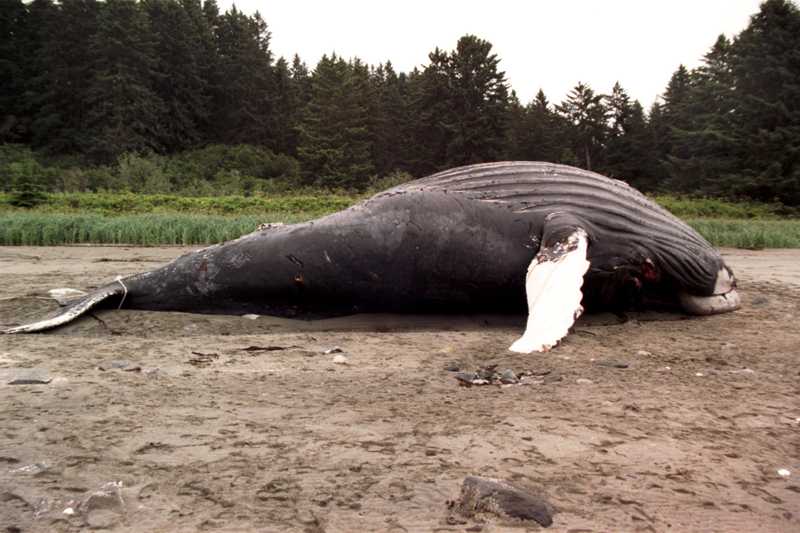 Dead Humpback whale carcass