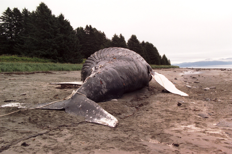 Humpback whale body on shore