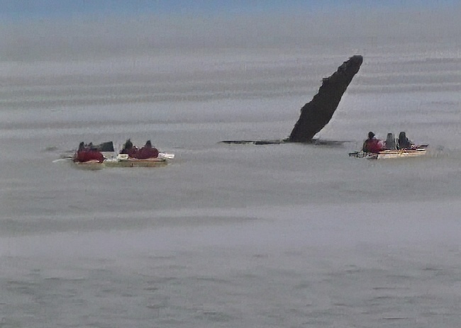 humpback whales fin close to kayaks