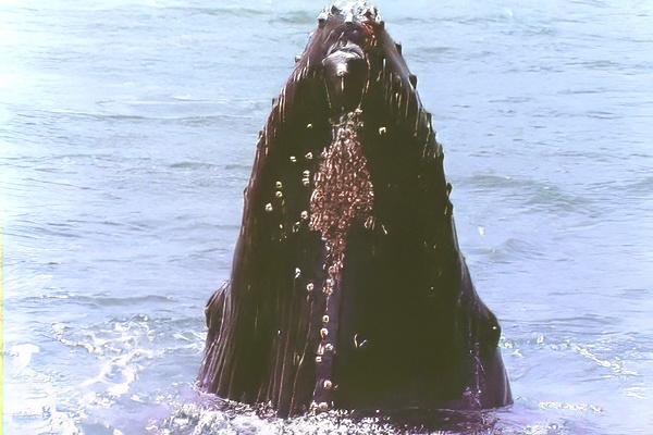 humpback whale spy hopping close, can see eye and lots of barnacles