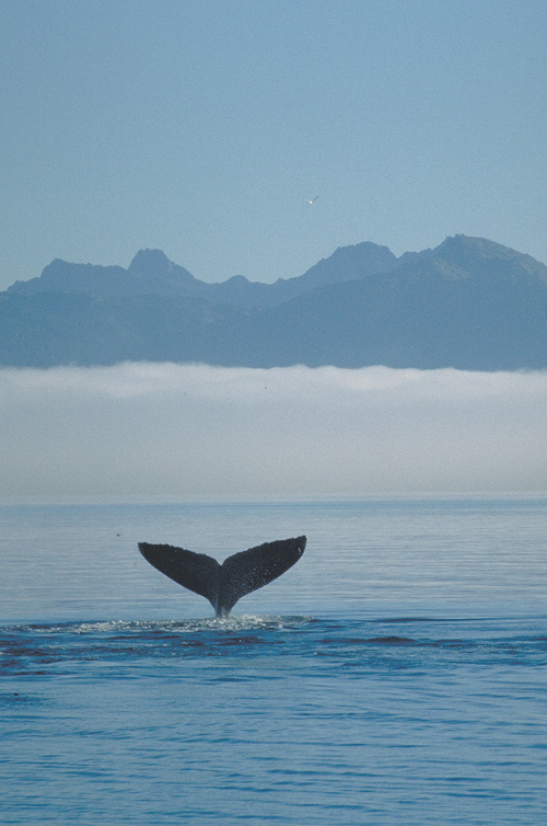alaska humpback whale tail in the fog