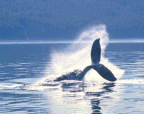 whale fluke sparkles above the water