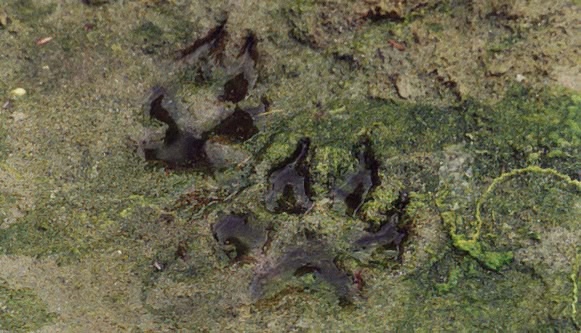 wolftracks in mud and seaweed