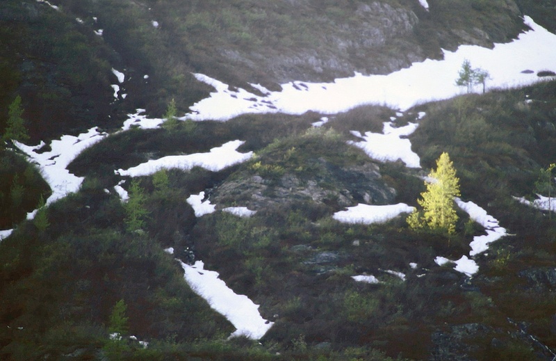 yellow pine tree stands out on hill with small snow patch and a few green pine trees near