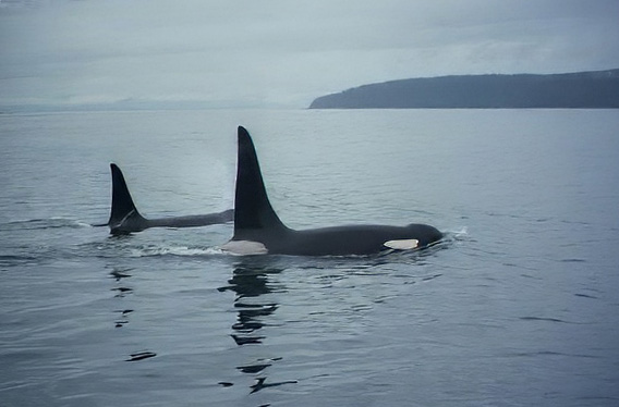 male and female killer whale traveling in grey waters alaska