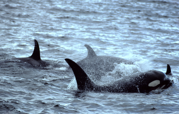 3 killer whales in grey choppy water showing fins and side with eye of orca