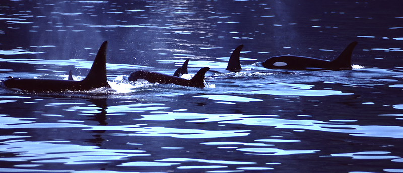 family of killer whales in water that is black and blue waves in alaska