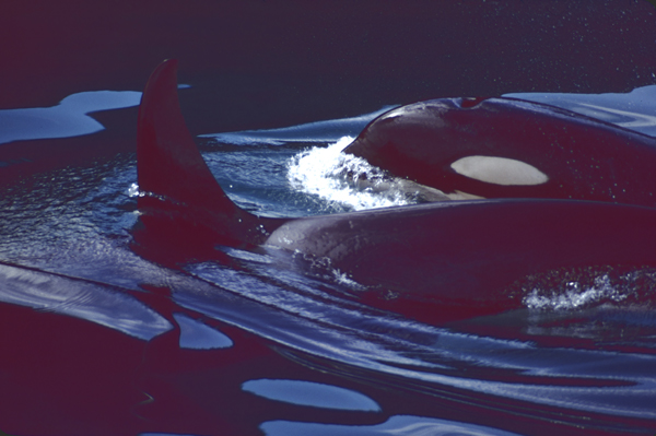  close up of 2 orcas one fin and one face in black and blue water