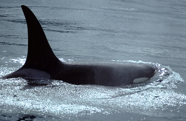  large male killer whale with tall fin in grey waters pacific ocean