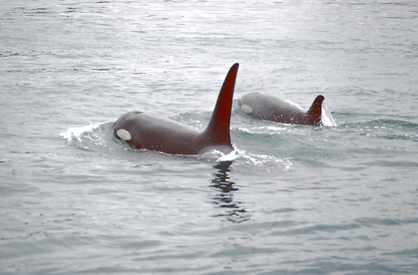 2 killer whales, one male with tall fin one female with shorter fin swimming away in grey water of alaska