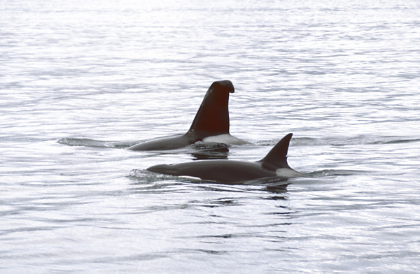 large male killer whale with tall bent fin and female orca fin in grey waters of alaska