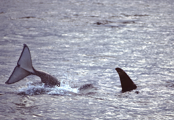 killer whale tail lobbing and fin of other in grey choppy water