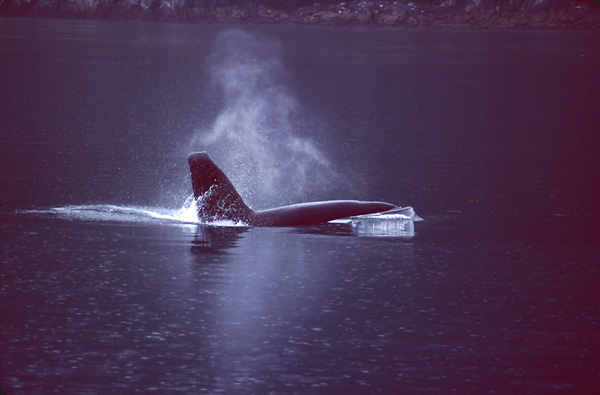 large male orca with bent fin charging through water with water blow like cloud