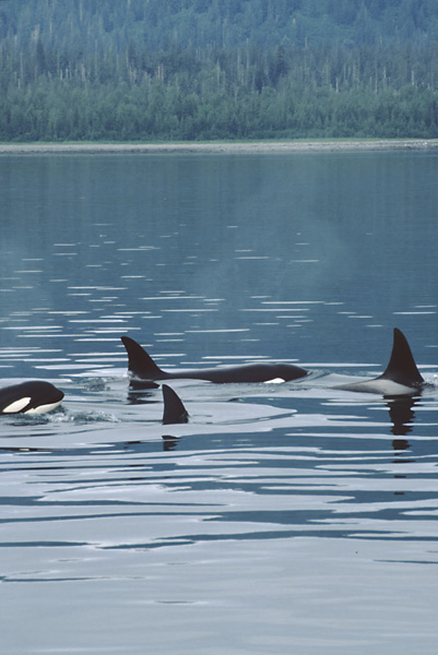 group of killer whales fins and face with green trees in distance in south east alaska