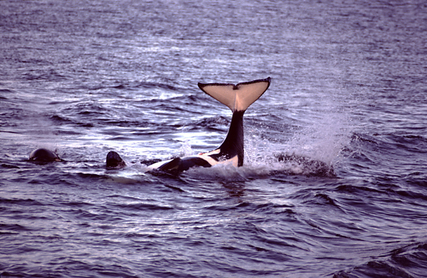 orca on back showing tail and belly, in small dark blue waves