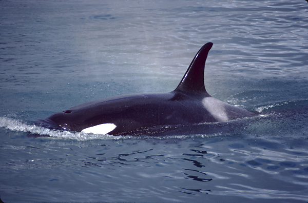 orca whale in blue water and white blow with rainbow