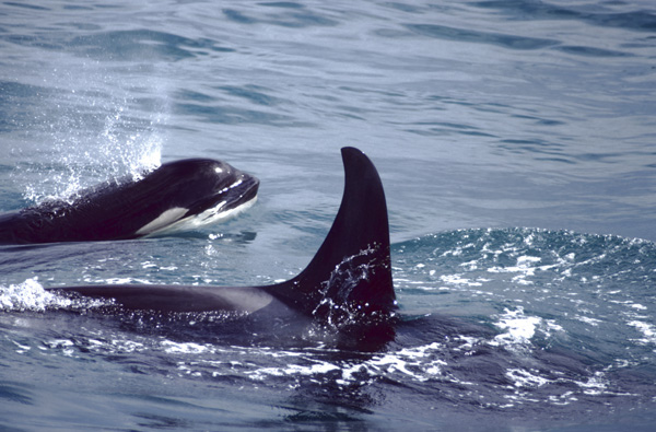 2 killer whales one looking at camera other we see the black fin