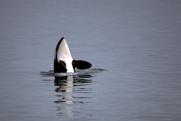 orca spy hopping in blue grey pacific ocean alaska