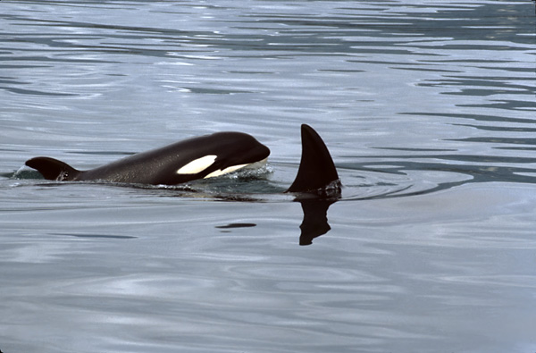 2 killer whales one looking at camera other we see the black fin with blow