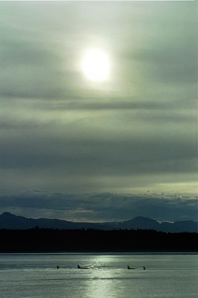 Family of orcas with partial blocked sun above and land in distance, lots of clouds, near glacier bay Alaska