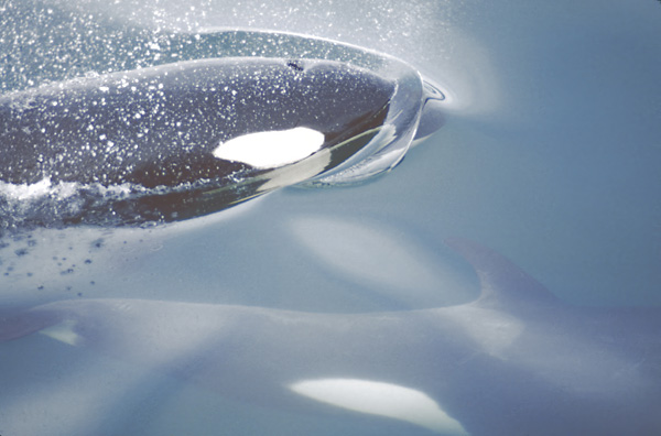 orca looking at camera from under water and orca above water