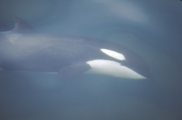 orca looking at camera from under water alaska